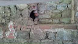 acastle
                          101345.jpg